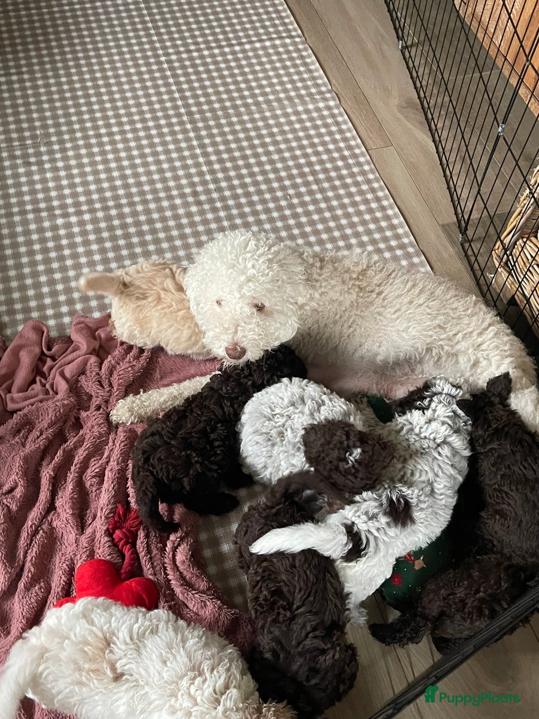 Lagotto Romagnolo honden te koop: Laatste Lagotto pupje  - Advertentie 1