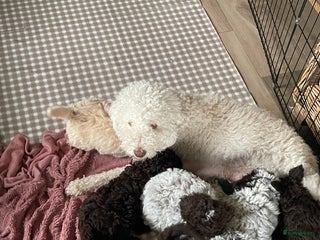 Lagotto Romagnolo honden Laatste Lagotto pupje - Advertentie 1