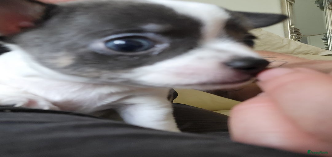 Galerij afbeelding {{count}}