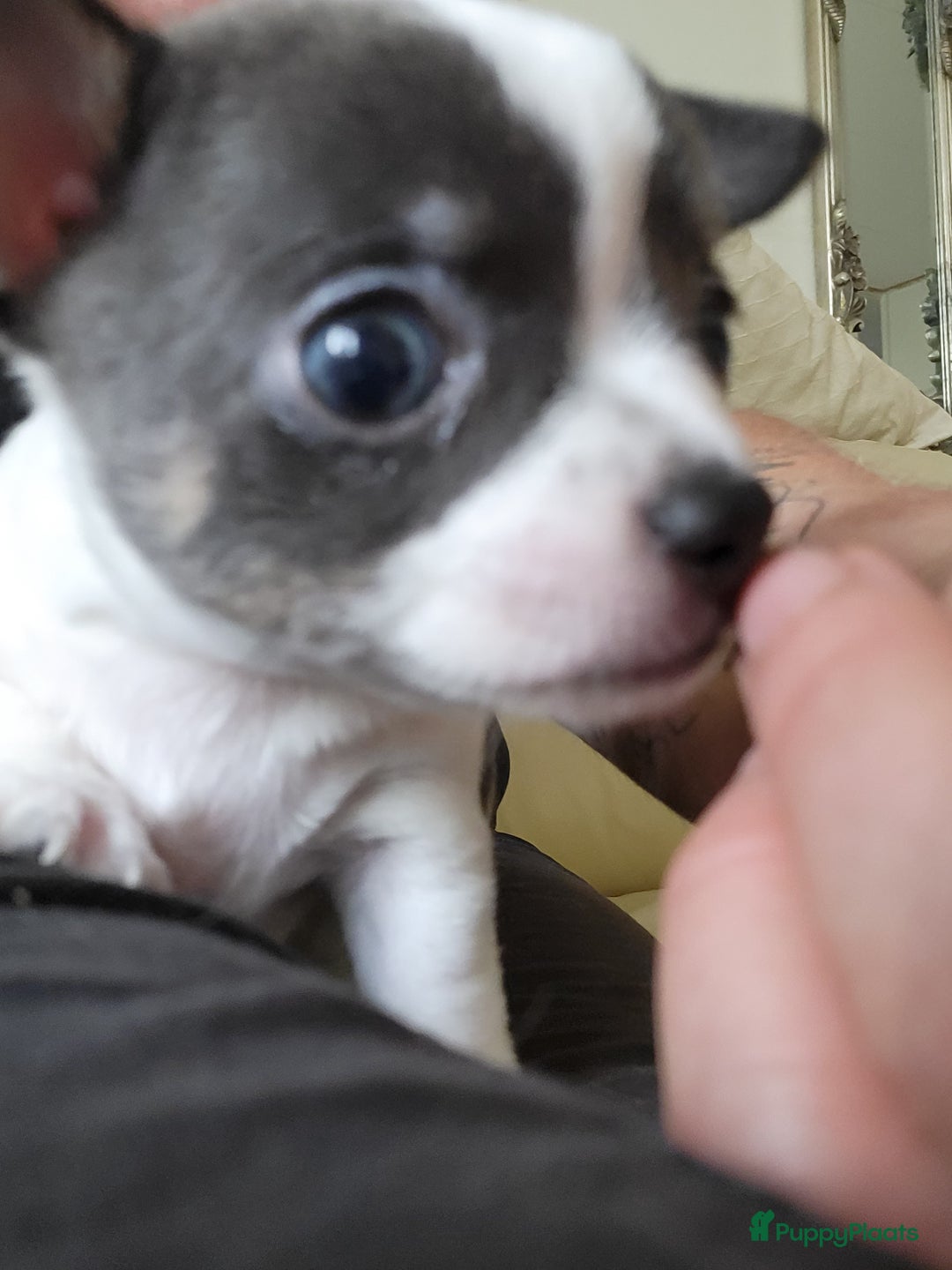 Galerij afbeelding {{count}}