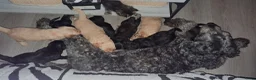 Labradoodle honden te koop: doodle  pups hypoallergeen - Advertentie 6