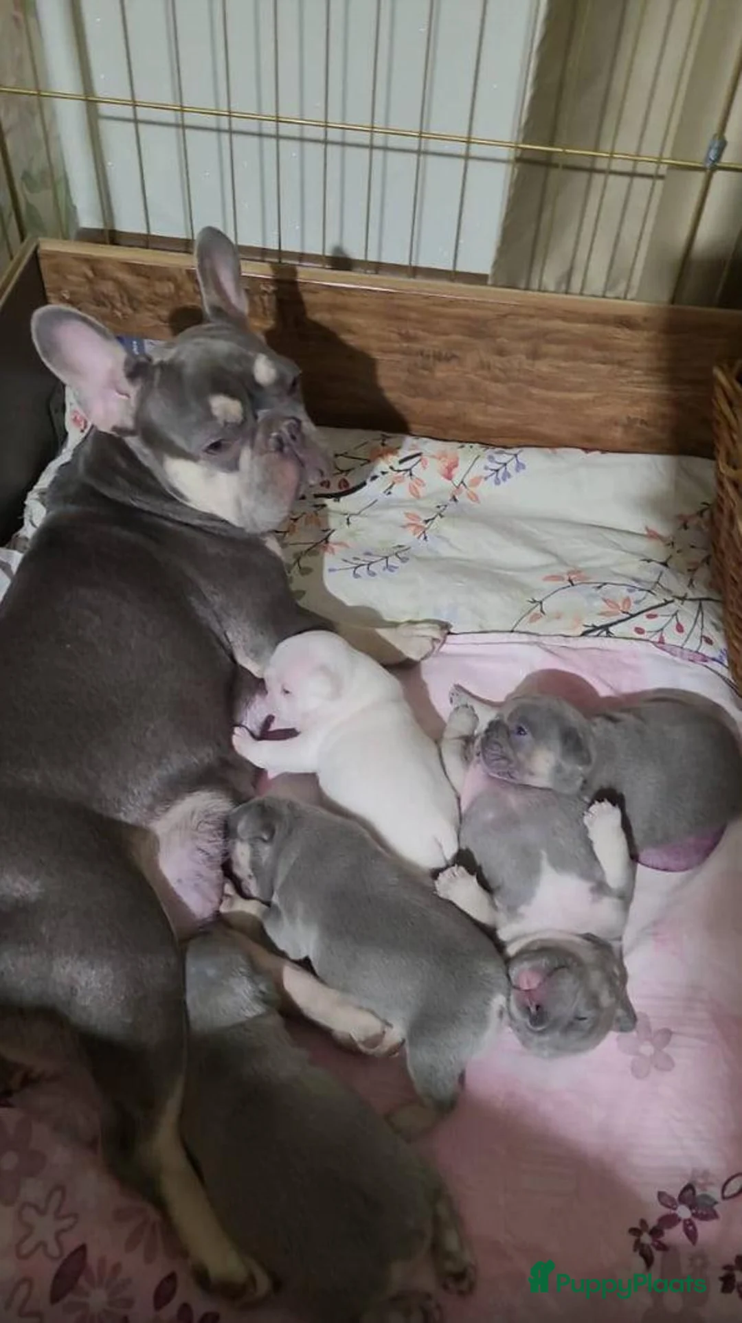 Franse Bulldog honden te koop: Franse Bulldog puup - Advertentie 4