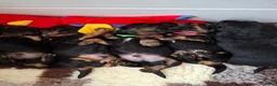 Teckel (langhaar) honden te koop: Prachtige Black en Tan pups - Advertentie 12