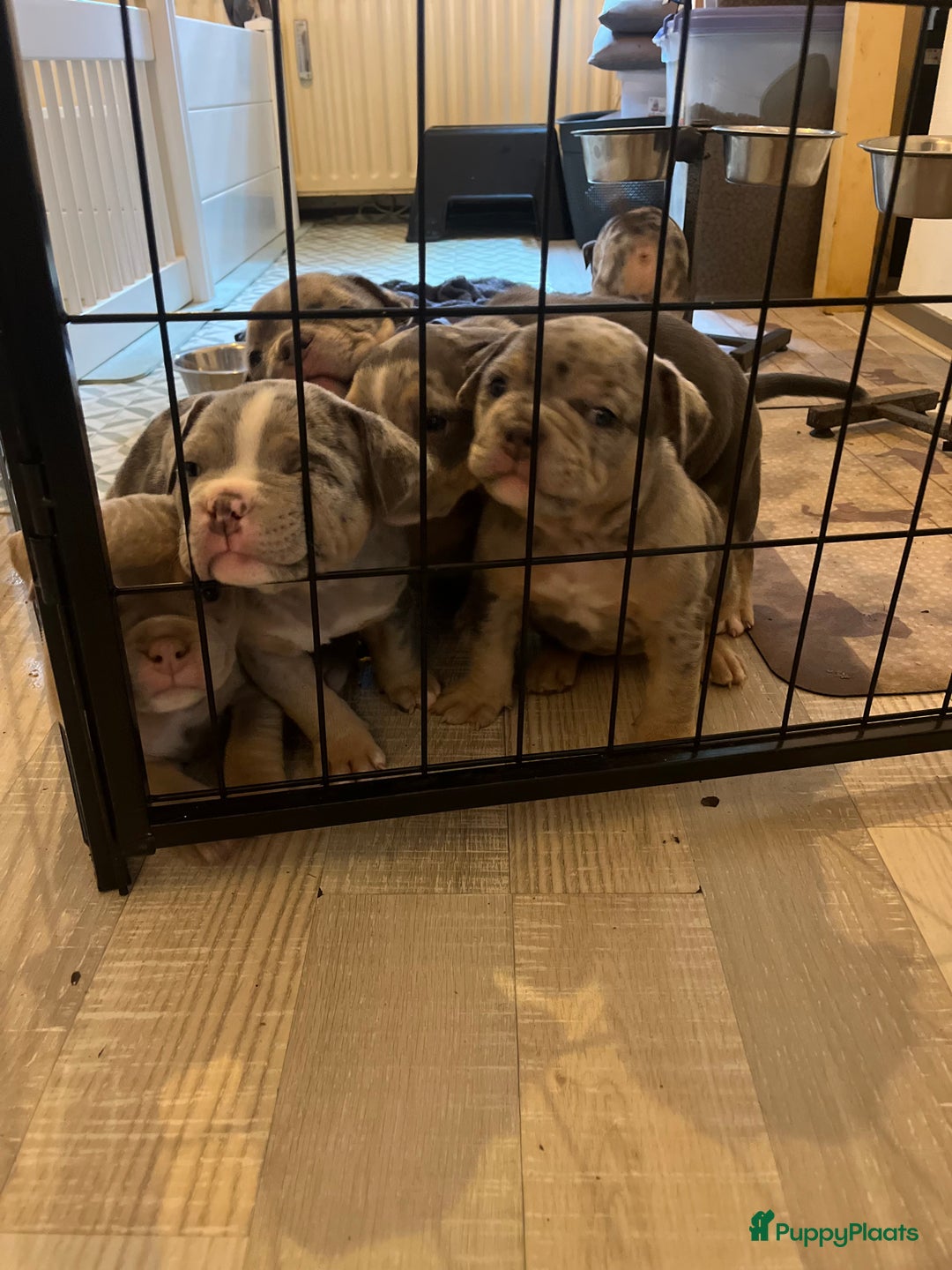 Amerikaanse Bully honden te koop: Exotic/Pocket Amerikaanse Bully Pups - Afbeelding 10