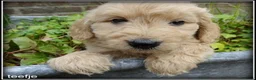Goldendoodle honden te koop: Goldendoodle pups. Zie omschrijving. - Advertentie 5