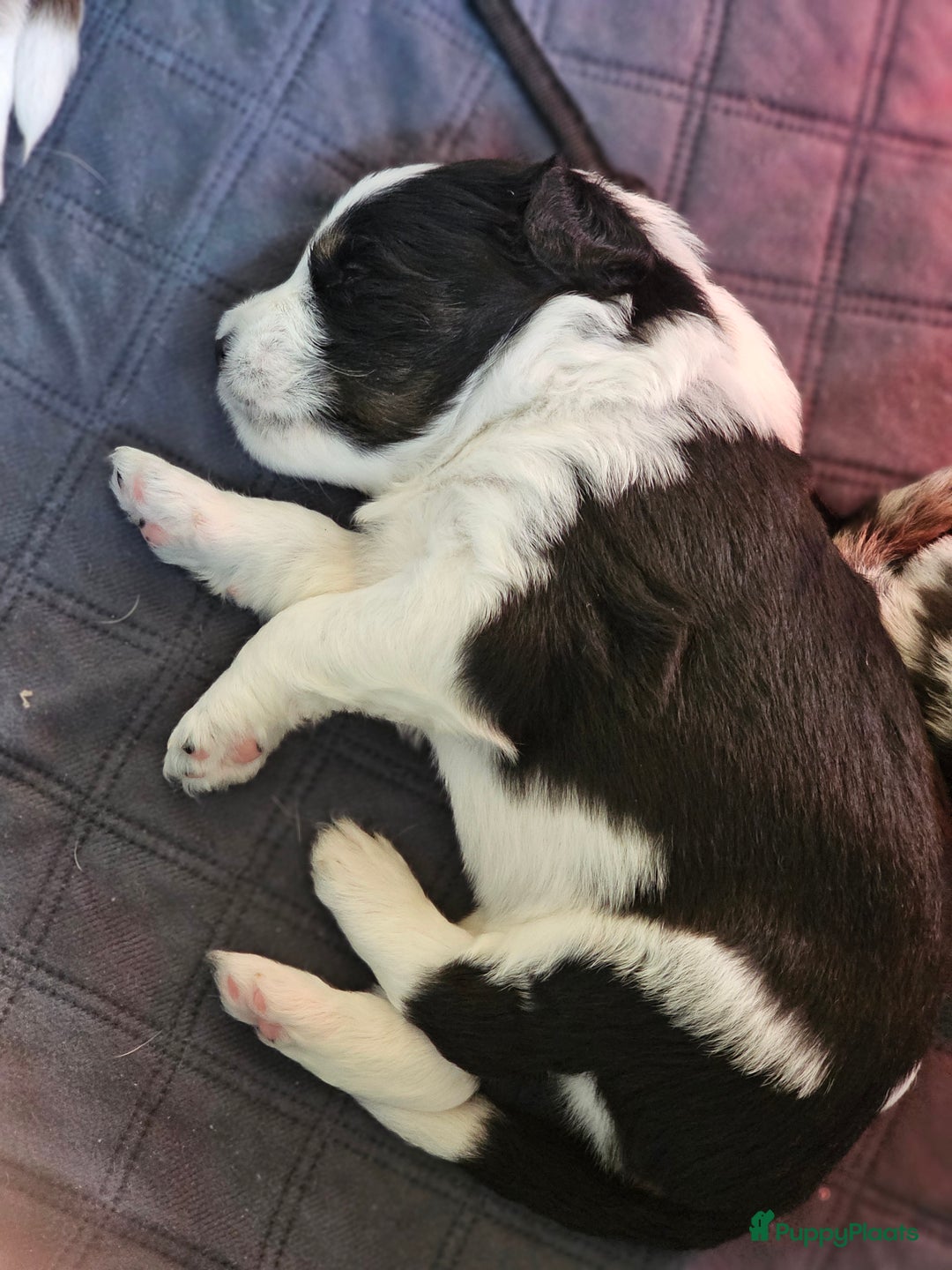 Kruising honden te koop: 🐾 Labradoodle x Australische Herder Pups 🐾 - Advertentie 10