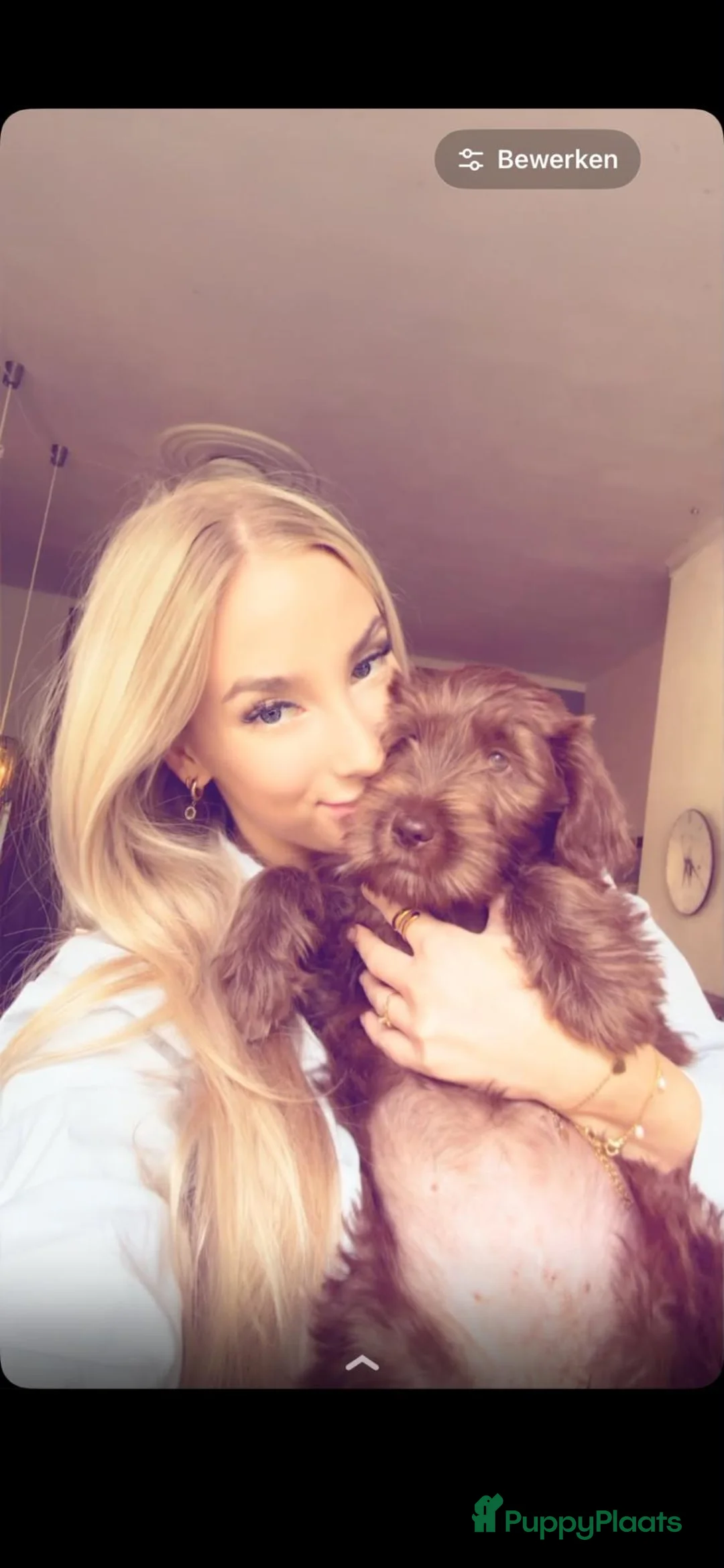 Labradoodle honden te koop: Labradoodle teefje - Advertentie 2
