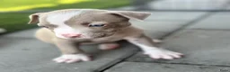 Amerikaanse Bully honden te koop: Amerikaanse pocket bully’s met stamboom - Advertentie 10