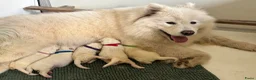 Samojeed honden te koop: Samojeden pups met stamboom - Advertentie 18