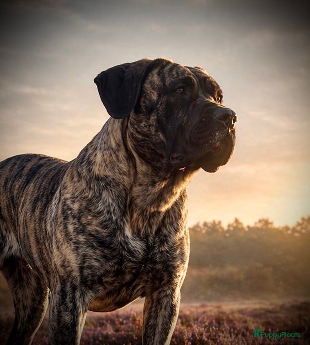 Presa Canario honden Presa canario pups teefjes  - Advertentie 1
