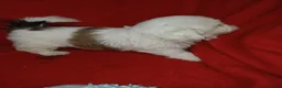 Shih Tzu honden te koop: Lieve leuke raszuiver shih tzu pups - Advertentie 7