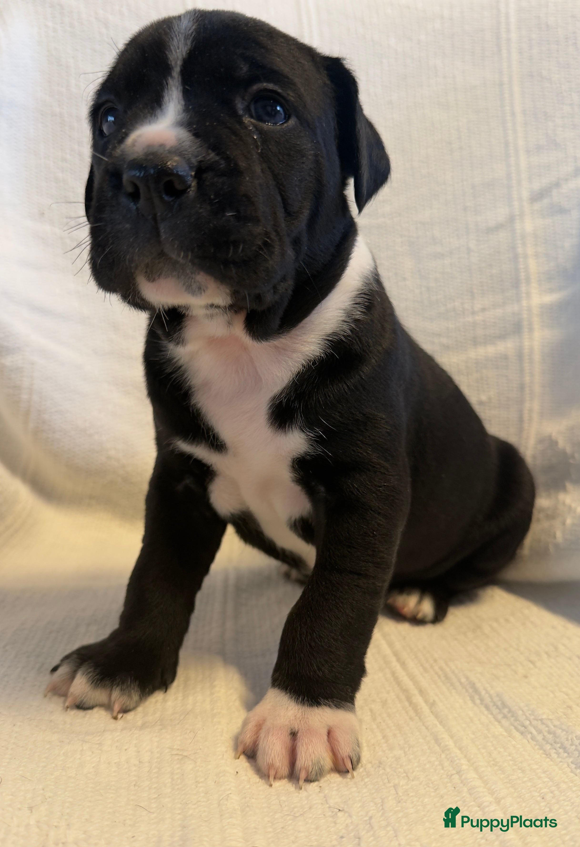 Kruising honden Cane corso x Pitbull Puppy’s  - Advertentie 2