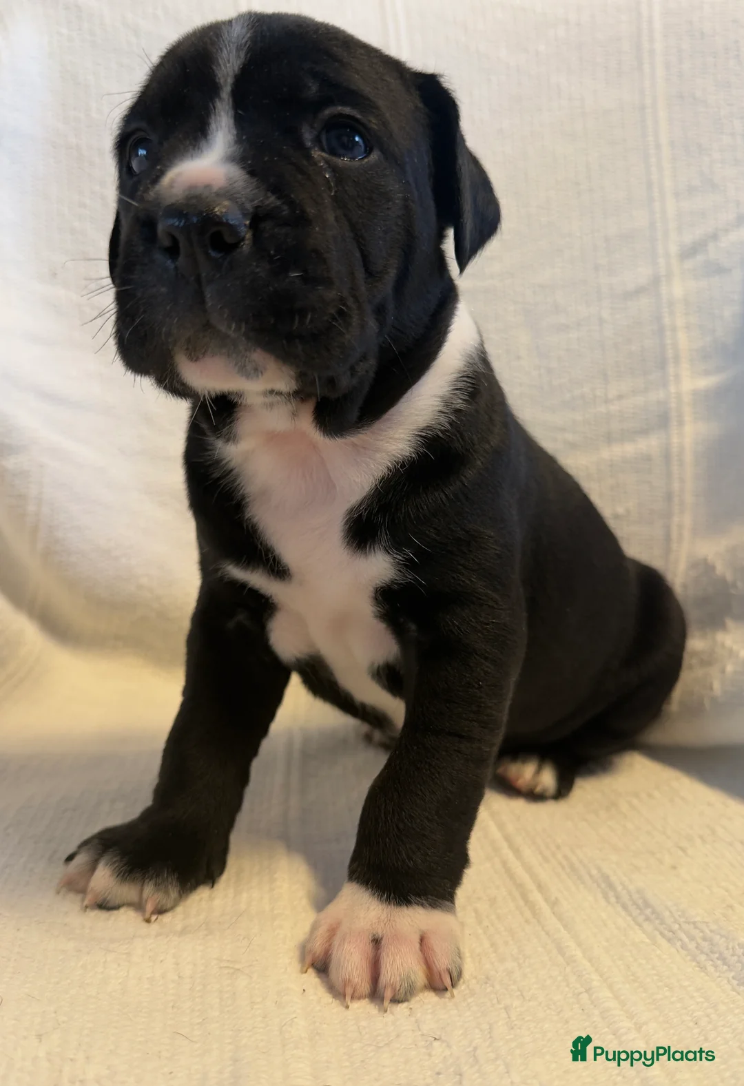 Kruising honden te koop: Cane corso x Pitbull Puppy’s  - Advertentie 1