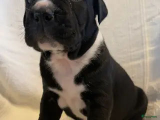 Kruising honden Cane corso x Pitbull Puppy’s - Advertentie 2