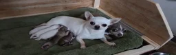 Chihuahua honden te koop: 🏡3 prachtige Chihuahua pups  - Advertentie 5