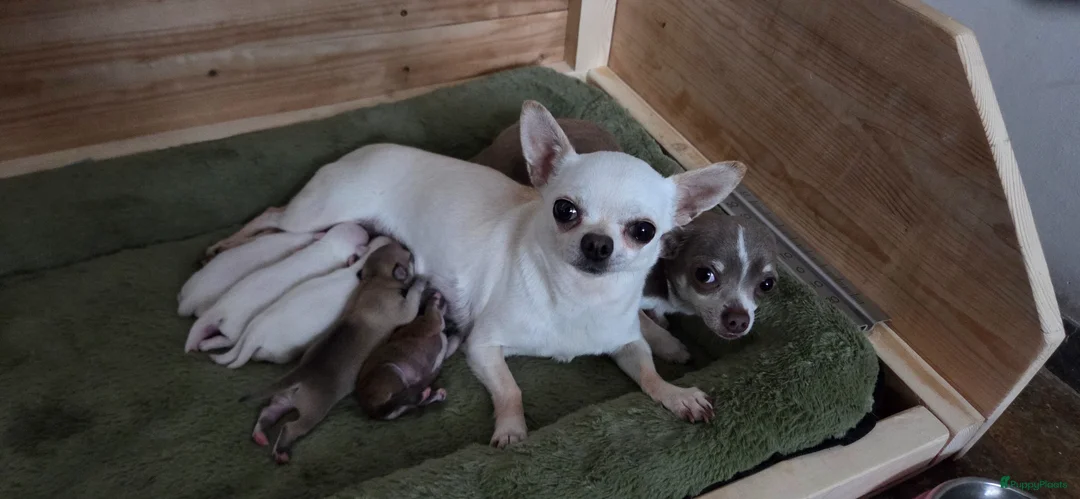 Chihuahua honden te koop: 🏡3 prachtige Chihuahua pups  - Advertentie 5