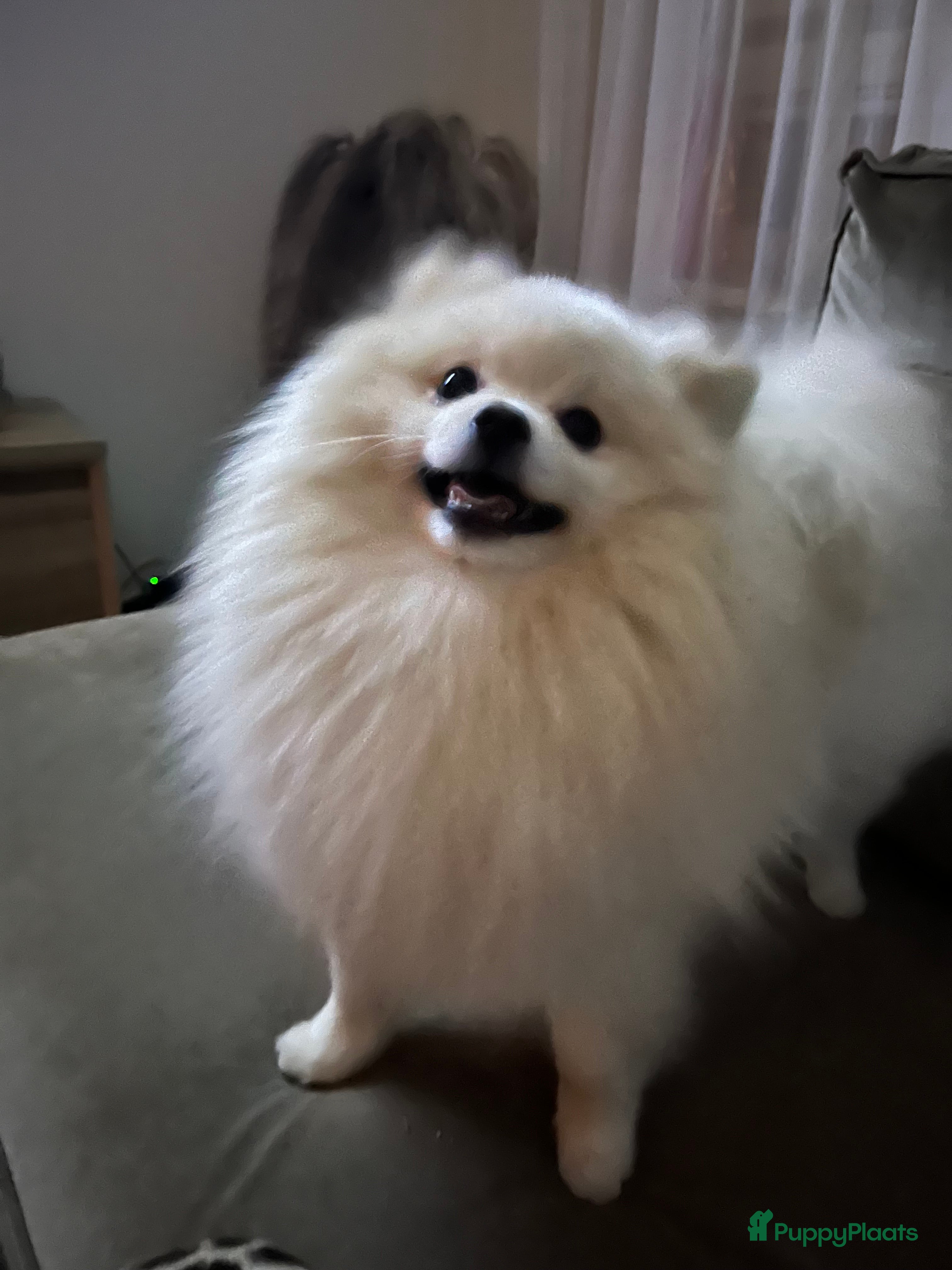 Pomeriaan honden Mooi dekreu pomeriaan (niet te koop) - Advertentie 1