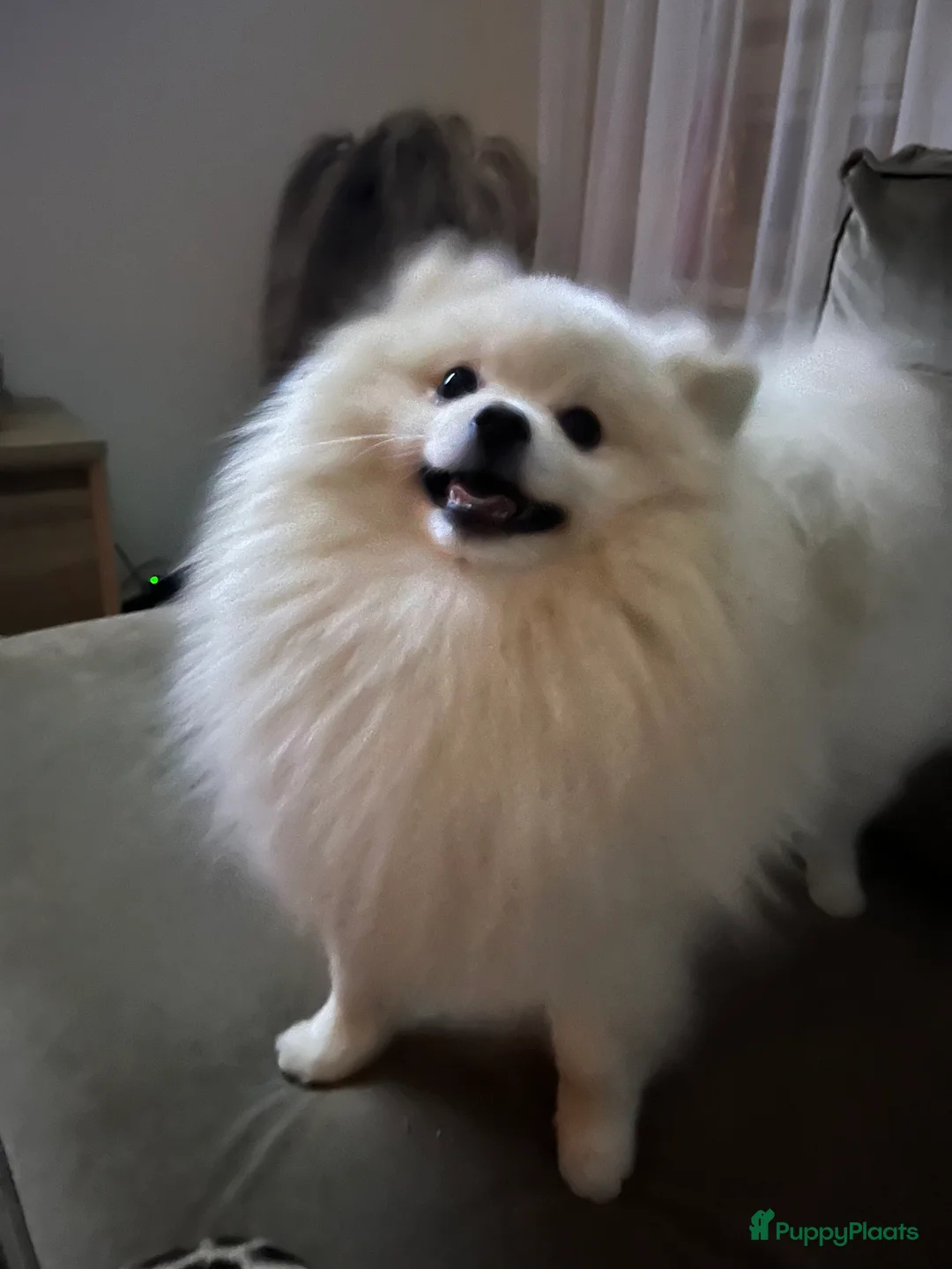 Pomeriaan honden ter dekking: Mooi dekreu pomeriaan (niet te koop) - Advertentie 1