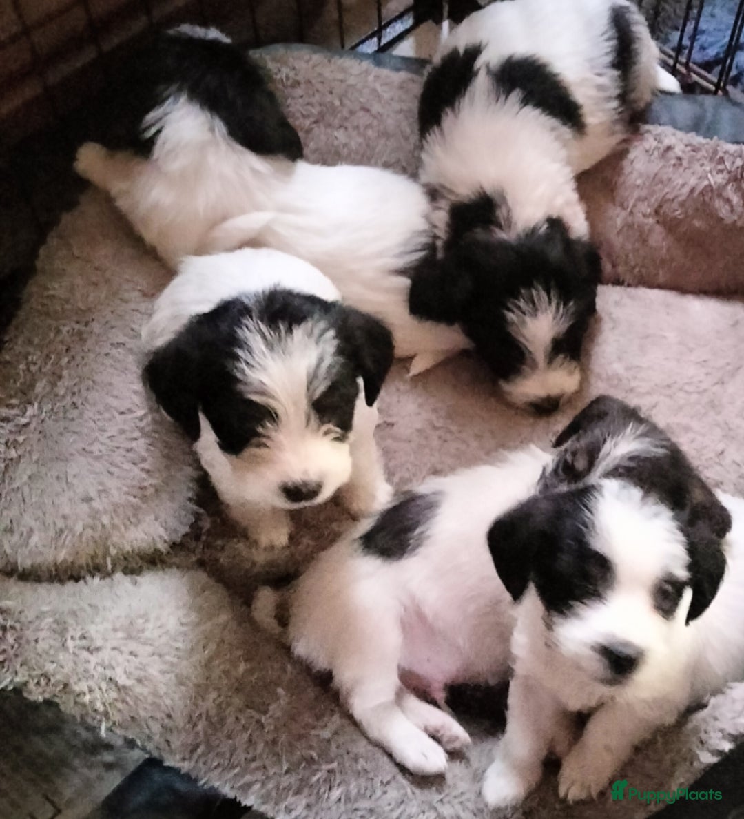 Jack Russel Terriër honden te koop: Jack Russell pups met stamboom - Advertentie 2