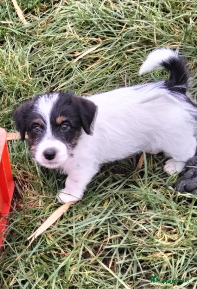 Jack Russel Terriër honden Jack Russell pups met stamboom - Advertentie 9