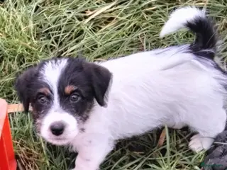 Jack Russel Terriër honden Jack Russell pups met stamboom - Advertentie 9