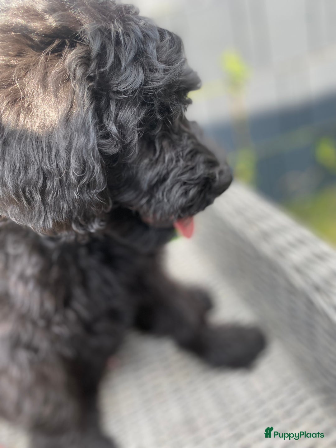 Labradoodle honden te koop: Supermooie labradoodles - Afbeelding 6