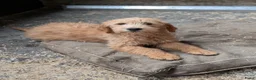 Goldendoodle honden te koop: Goldendoodle zoeken een warme thuis - Advertentie 10