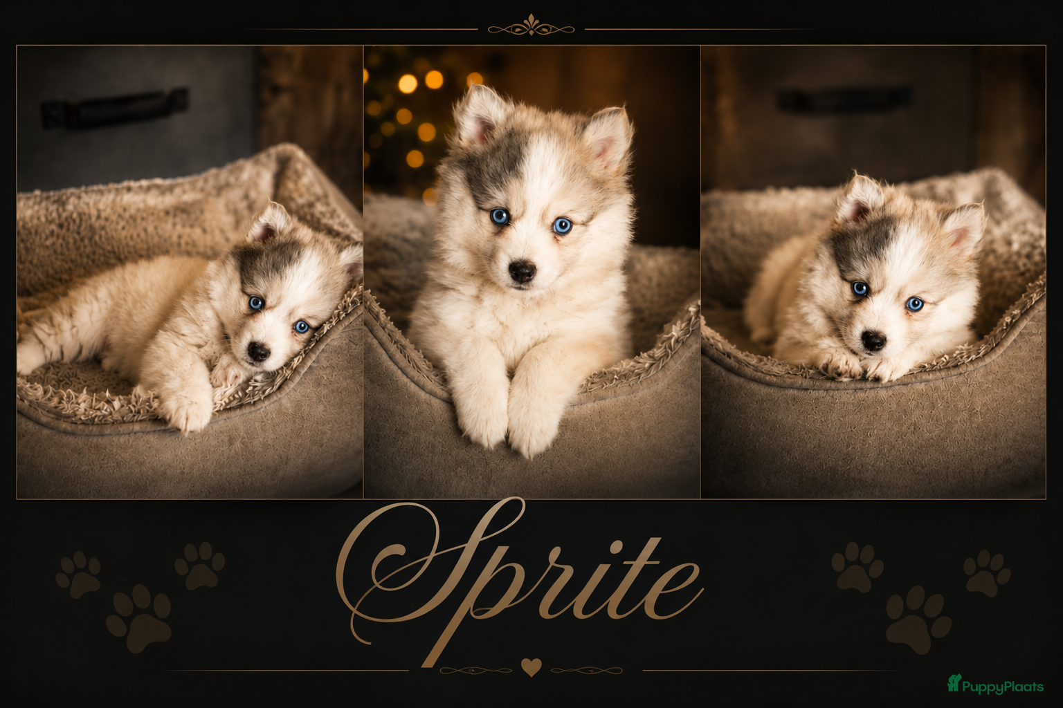 Pomsky honden Unieke Pomsky Pups - Advertentie 1