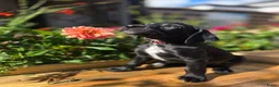 Kruising honden te koop: Nog 3 geweldige pups – Labradoodle x Dalmatiër - Advertentie 5