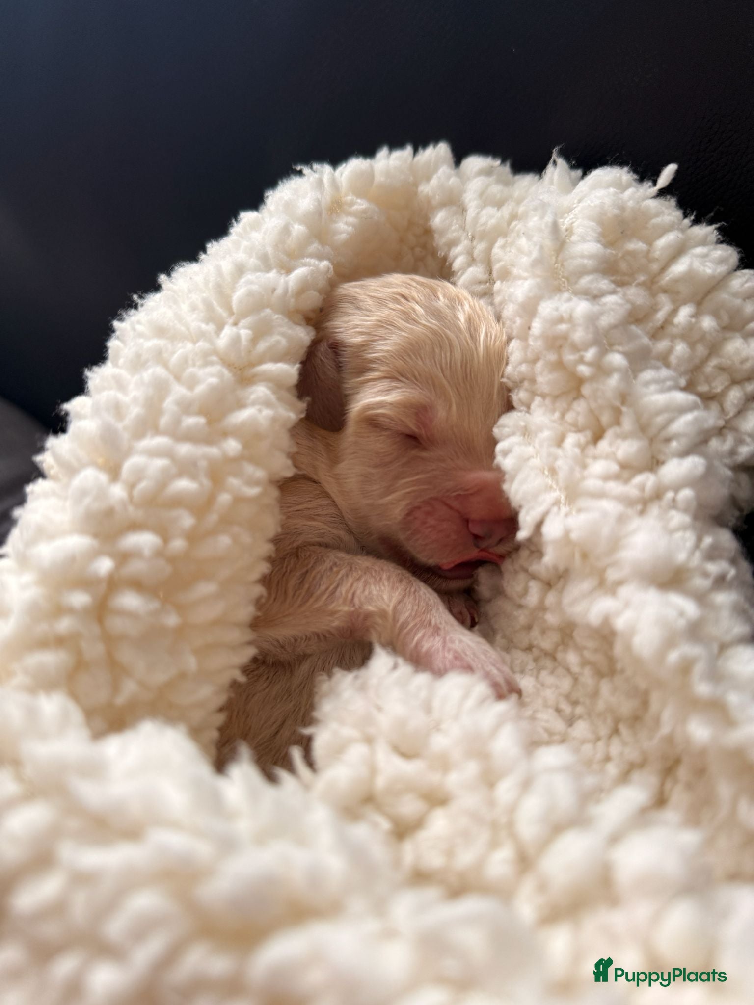 Labradoodle honden Lieve labradoodle pups met geweldig karakter  - Advertentie 2