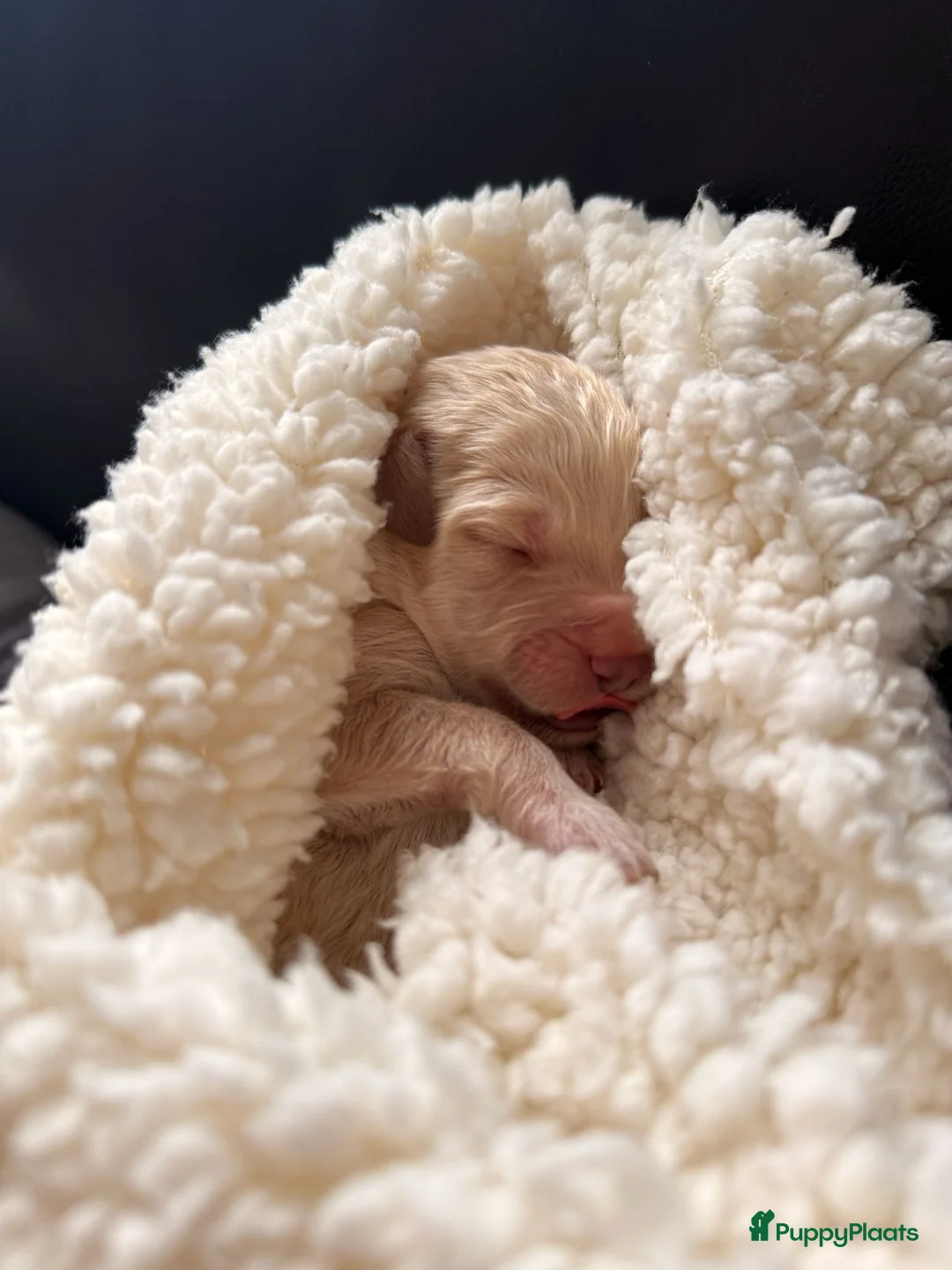 Labradoodle honden te koop: Lieve labradoodle pups met geweldig karakter  - Advertentie 2