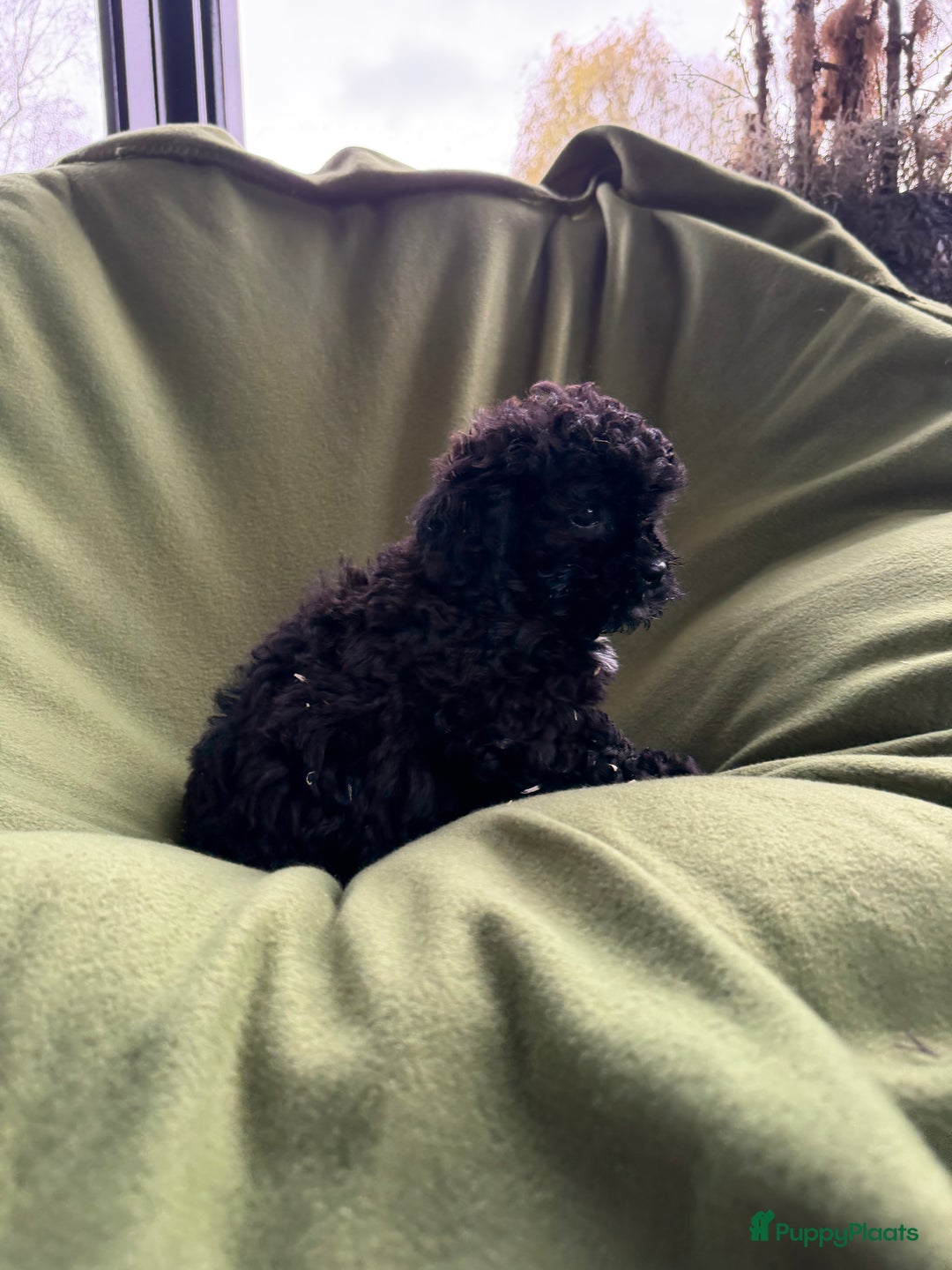 Maltipoo honden te koop: Maltipoo (Maltezer x Toy poedel) pups - Advertentie 2