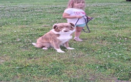 Australian Shepherd honden te koop: Raszuivere Australian Shepherd op de boerderij - Afbeelding 11