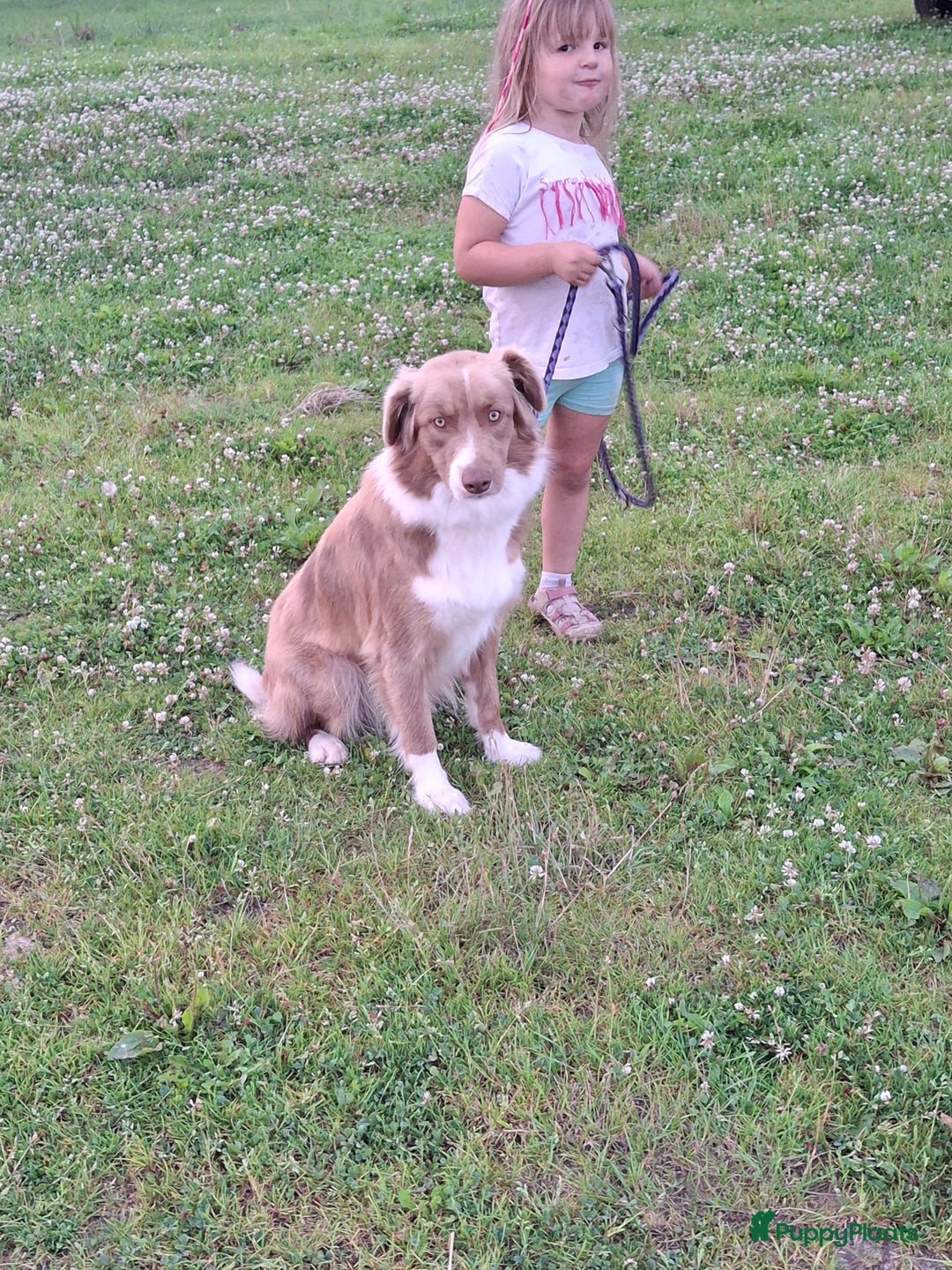 Australian Shepherd honden te koop: Raszuivere Australian Shepherd op de boerderij - Afbeelding 11