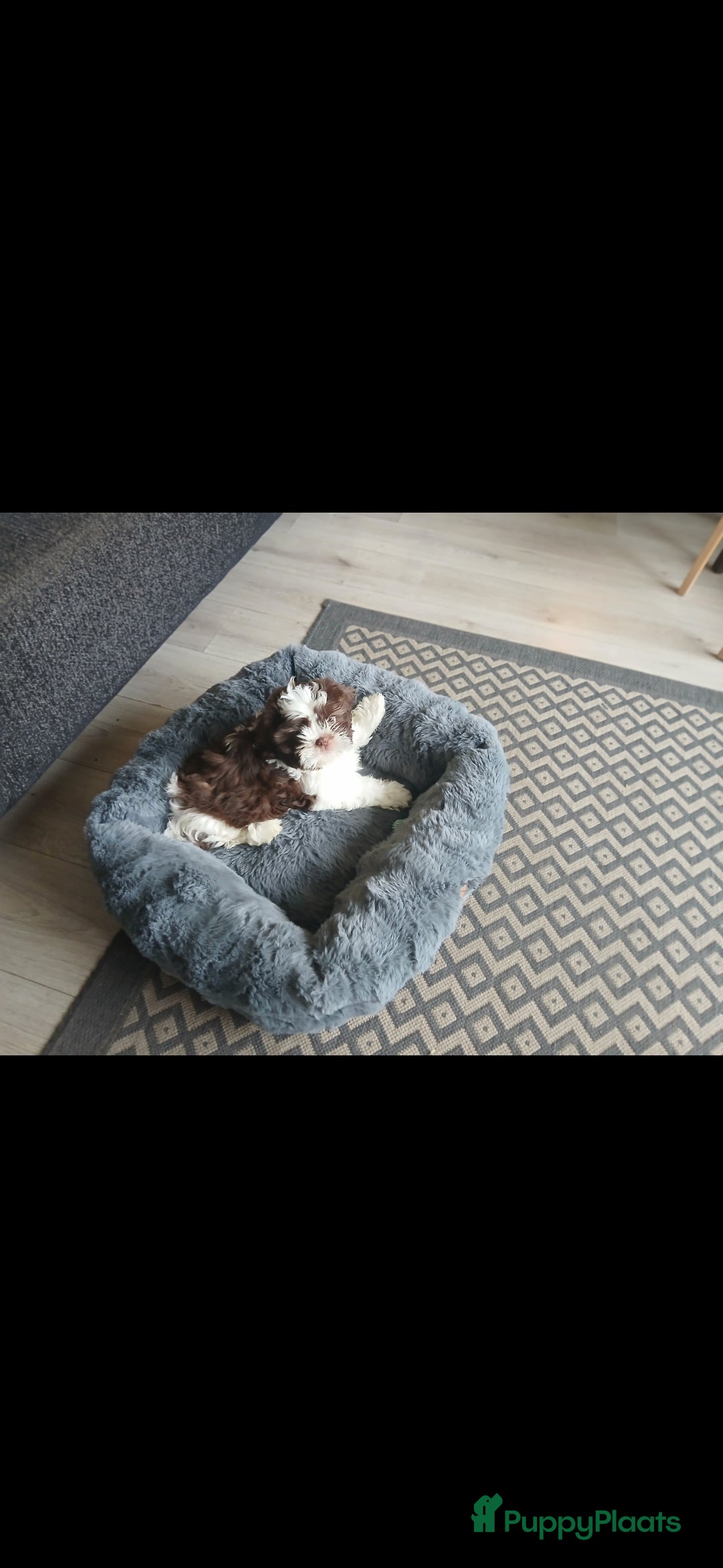 Kruising honden te koop: Shi Tzu-super lief💙 - Advertentie 1