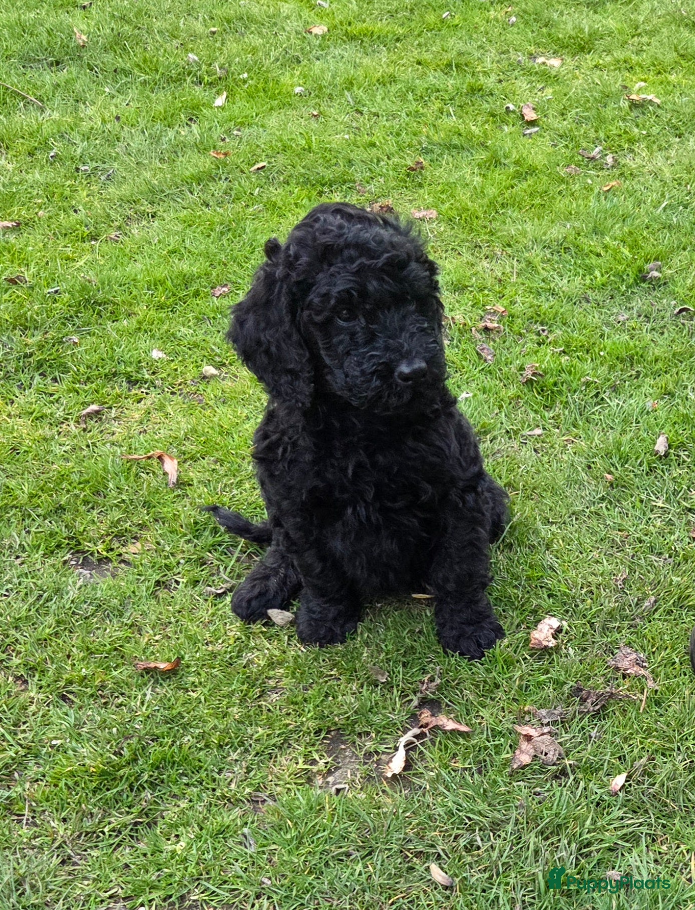 Kruising honden Labradoodle pups F4 teefjes zwart - Advertentie 1
