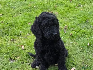 Kruising honden Labradoodle pups F4 teefjes zwart - Advertentie 1