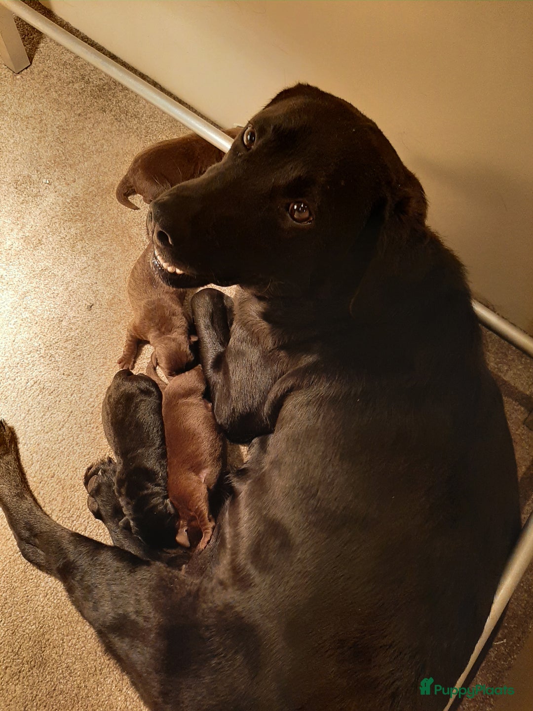 Labrador Retriever honden te koop: Labrador Retriever pups met stamboom - Advertentie 2