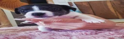 Jack Russel Terriër honden te koop: Mini merle jackrussels in Zwartewaal - Advertentie 28