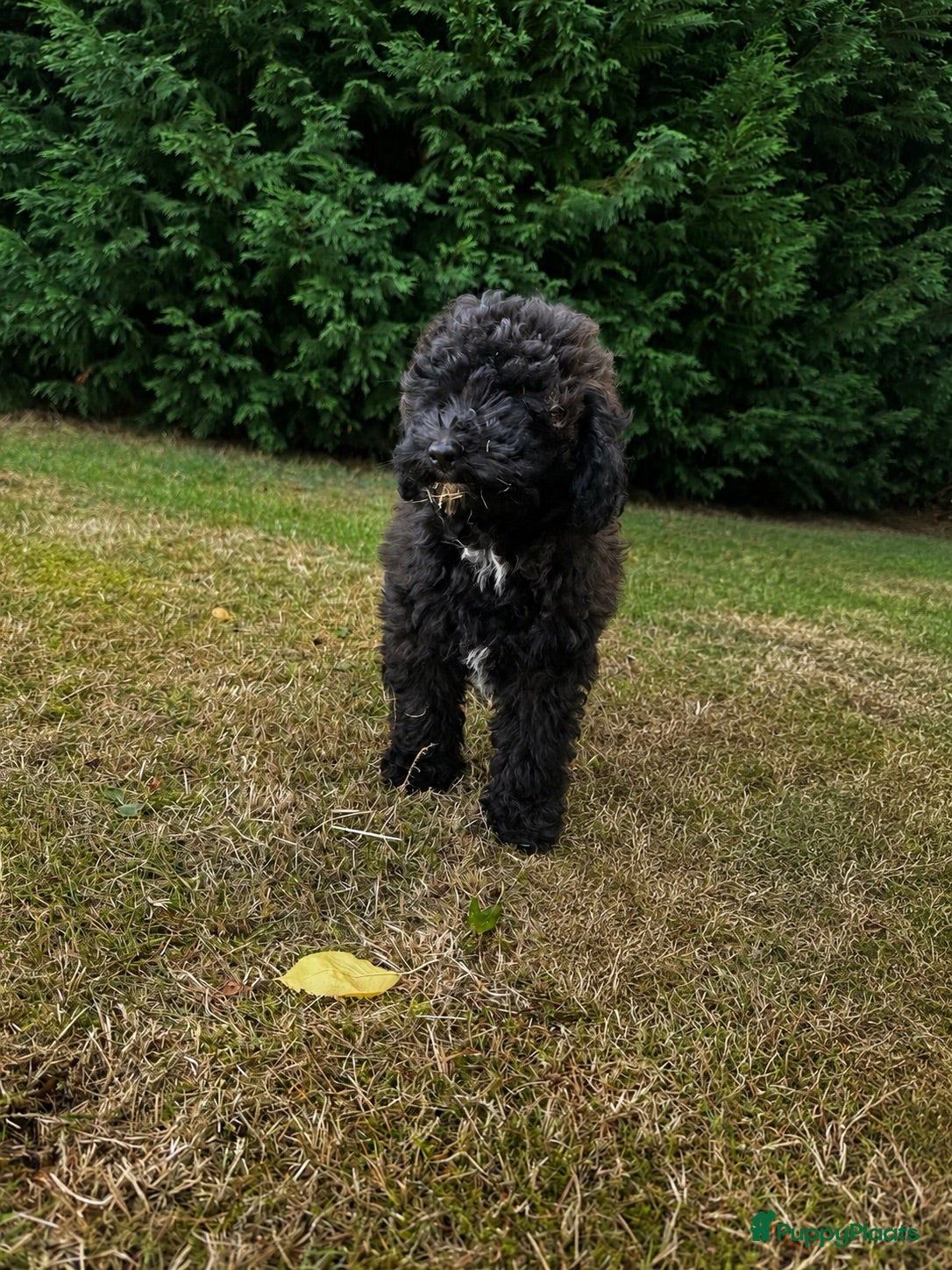 Kruising honden Maltipoo x mini labrdoodle teefje - Advertentie 6