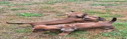 Teckel (korthaar)  honden te koop: Dwerg teckel pups - Advertentie 13
