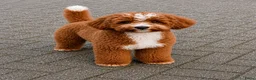 Dwergpoedel honden ter dekking: Dwerg poedel dekreu - Advertentie 3