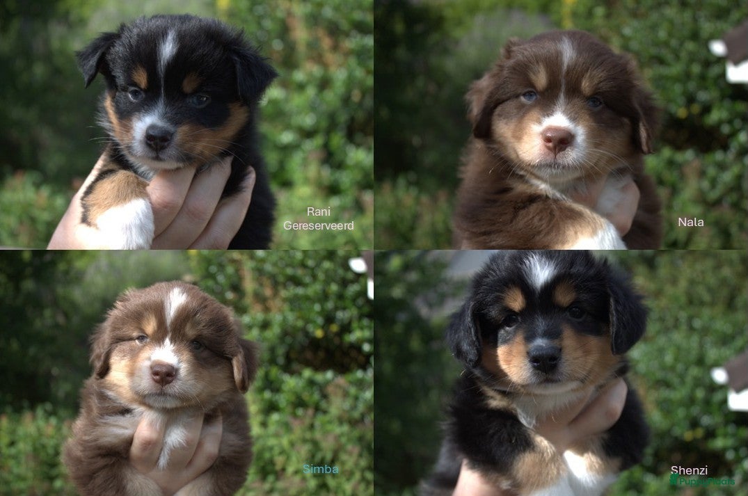 Australian Shepherd honden Miniature American Shepherd - Advertentie 3