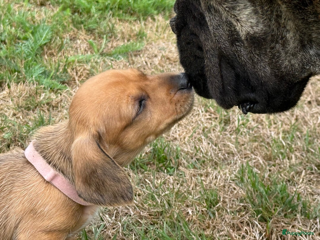 Teckel (korthaar)  honden te koop: Prachtig liefdesnestje met witte langharige papa - Afbeelding 8