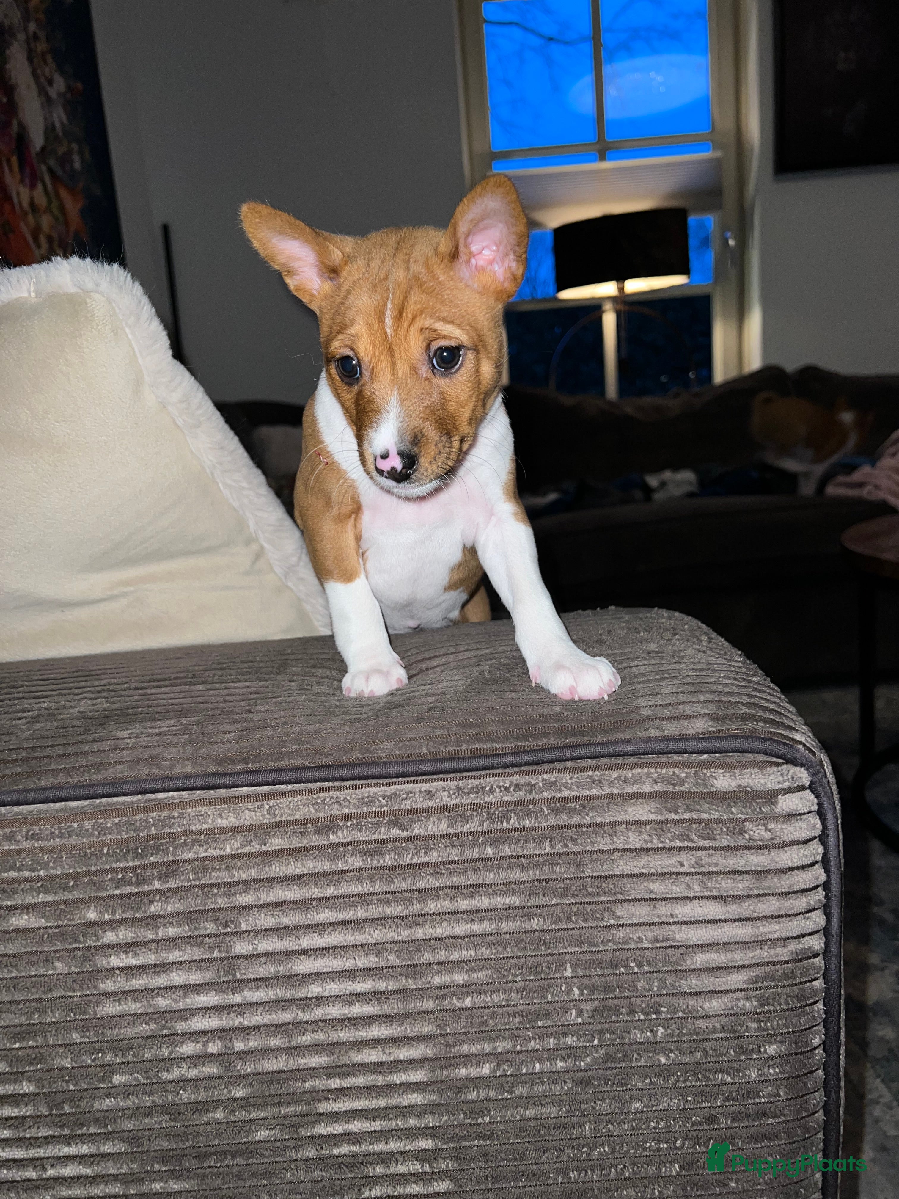 Basenji honden Basenji pup reu beschikbaar  - Advertentie 2