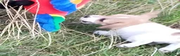 Jack Russel Terriër honden te koop: Jack russell pups met Stamboom!! - Advertentie 14