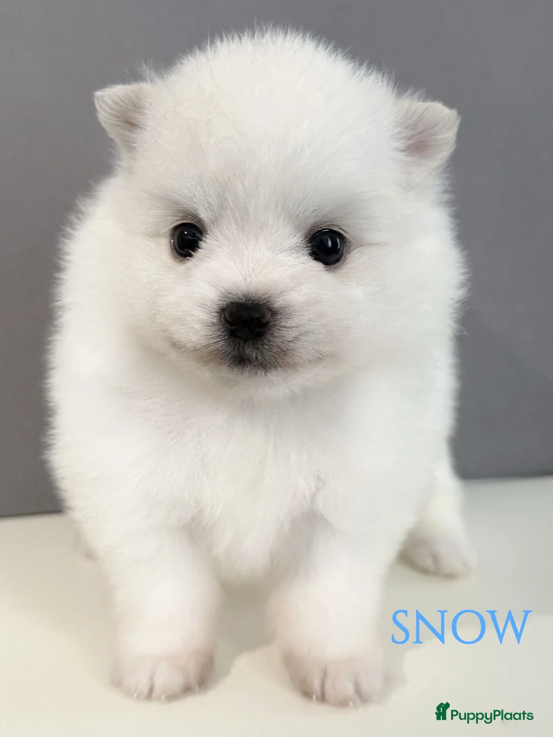 Pomeriaan honden ter dekking: Mooi dekreu pomeriaan (niet te koop) - Advertentie 13