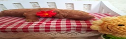 Australian Labradoodle honden te koop: Medium Australian Labradoodles  - Advertentie 22
