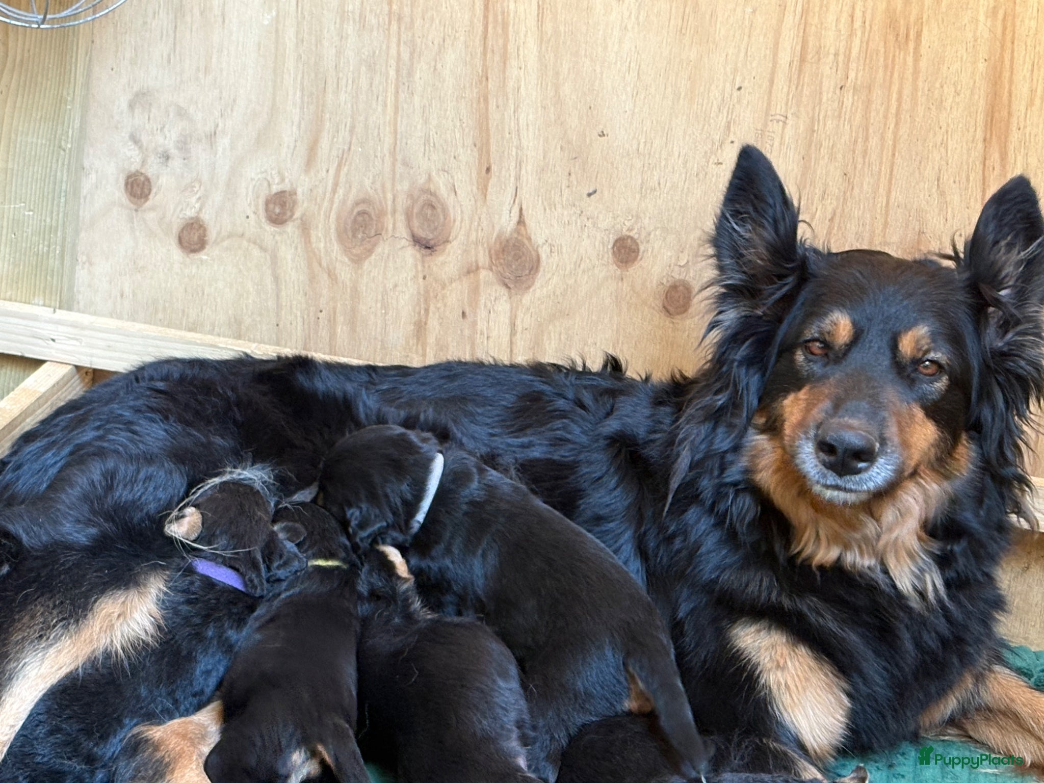 Kruising honden te koop: Nog 1 lieve pup te koop in Niebert - Advertentie 11