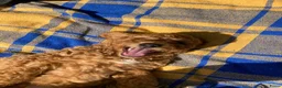 Australian Labradoodle honden te koop: Schitterende labradoodles - Advertentie 28